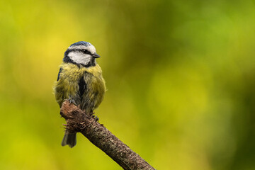 Obraz premium Mésange bleue posée - Bluetit passereau