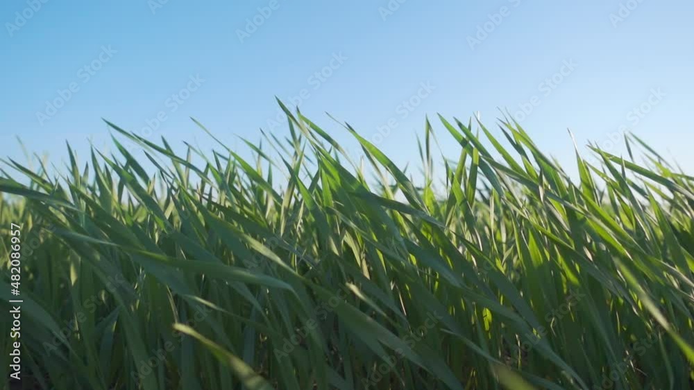 Sticker Green field grass and bright blue sky on a sunny day.