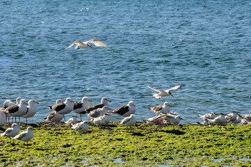 Gull and tern flock, Patagonia, Argentina