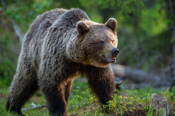 Obraz na płótnie Canvas Brown bear walking in the summer forest. Scientific name: Ursus arctos. Wild nature. Natural habitat.