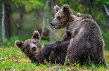 Brown bear cubs playfully fighting in summer forest. Scientific name: Ursus Arctos Arctos.Wild nature,  Natural habitat.