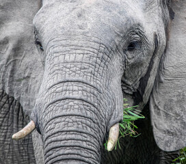 Fototapeta premium Wild big one African elephant feeds on green grass.