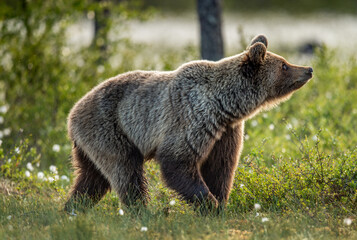Brown bear in the summer forest at sunrise. Scientific name: Ursus arctos. Wild nature. Natural habitat..