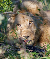 Wild African lion is gnawing the leg bone of dead buffalo in the bushes.