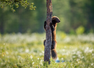 Wolverine climbing on the pine tree. Sunset light. Wild nature. Natural habitat. Scientific name: Gulo Gulo
