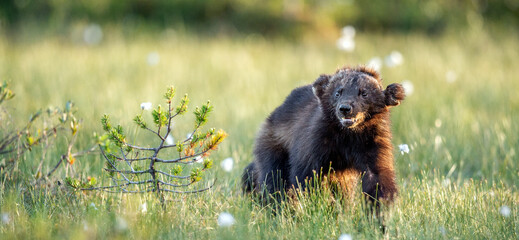 Wolverine in wild nature. Natural habitat. Sunset light.