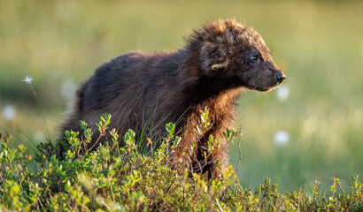 Wolverine in wild nature. Natural habitat. Sunset light.