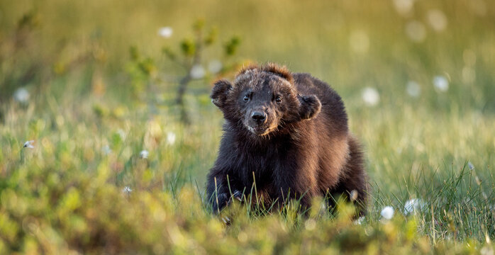 Wolverine in wild nature. Natural habitat. Sunset light.
