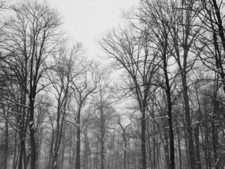 Obraz premium trees covered with snow during the snow storm in black and white