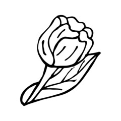 Abstract tulip flower. Cute design element in doodle style for  wedding invitation, love logo template. Vector illustration.