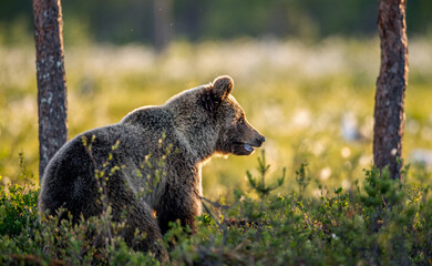 Brown  bear at dawn the in summer forest. Side view. Scientific name: Ursus arctos. Wild nature....
