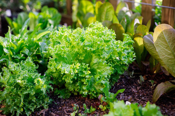 Variety of leafy greens - including endive, arugula and lettuce - growing in an organic home kitchen garden in spring