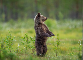 Fototapeta premium Bear cub up on its hind legs. Bear cub of brown bear on the swamp in the summer forest. Scientific name: Ursus Arctos Arctos. Wild nature. Natural habitat.