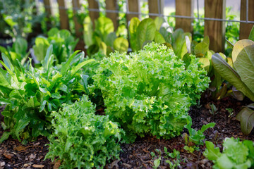 Variety of leafy greens - including endive, arugula and lettuce - growing in an organic home kitchen garden in spring