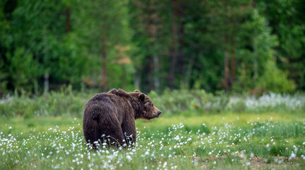 Adult wild Brown bear on the swamp in the summer forest. Dominant male. Wild nature. Natural habitat.
