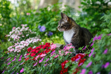 Adorable tabby cat looking out into a spring garden with beautiful dianthus and geranium flowers in...