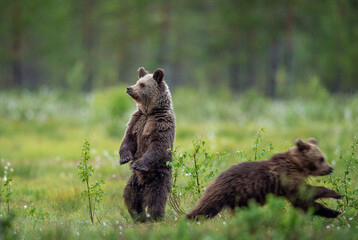 Fototapeta premium Running brown bear cub in summer forest. Motion blur. Bear cub up on its hind legs. Bear cubs of brown bear on the swamp in the summer forest. Scientific name: Ursus Arctos Arctos. Wild nature.
