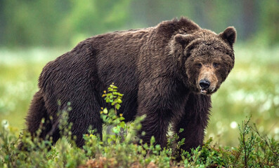 Adult wild Brown bear in the summer forest. Dominant male. Wild nature. Natural habitat.