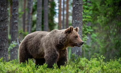 Foto op Plexiglas Brown bear in the summer forest at sunrise. Scientific name: Ursus arctos. Wild nature. Natural habitat.. © Uryadnikov Sergey