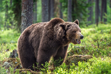 Obraz na płótnie Canvas Adult wild Brown bear in the summer forest. Dominant male. Wild nature. Natural habitat.