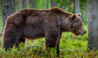 Adult wild Brown bear in the summer forest. Dominant male. Wild nature. Natural habitat.