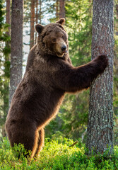 Brown bear stands on its hind legs by a tree. Adult Male of Brown bear in the summer pine forest. Scientific name: Ursus arctos. Wild nature. Natural habitat.