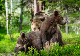 Obraz na płótnie Canvas She-bear and bear cubs in the summer pine forest. Wild nature. Natural Habitat. Brown bear, scientific name: Ursus arctos.