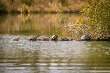 A family of seven turtles sitting on a log in the water.
