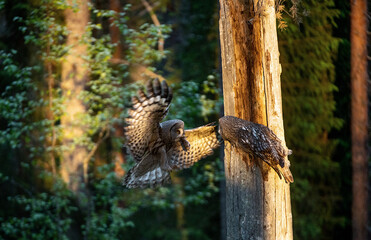 The owls feeds the chicks sitting in the nest in the hollow of an old tree. The Ural owl (Strix uralensis). Sunrise light. Summer forest. Natural habitat.