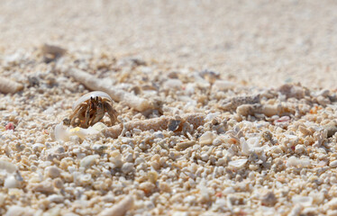 hermit crab on a beach in maldives