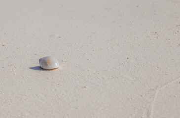 hermit crab on a beach in maldives
