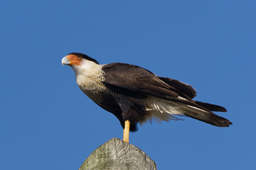 Crested Caracara perched on post in southern Florida