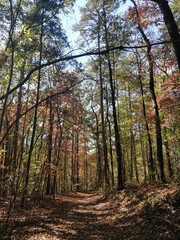 Perfect Fall environments in Tallulah Gorge State Park