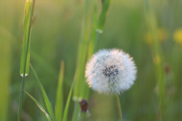 A large white dandelion on a background of green meadow grass. Selective focus.