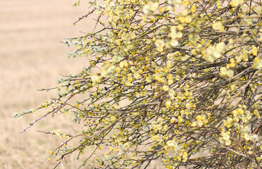 Yellow swollen verbochki on a spring field. Selective focus.