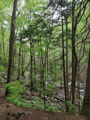 Lush forests, streams and cliffs from Cloudland Canyon State Park
