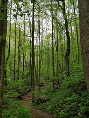 Lush forests, streams and cliffs from Cloudland Canyon State Park