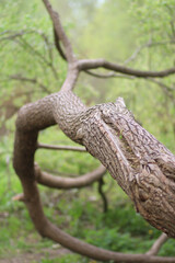 A curved large branch outdoors on a spring day. Selective focus.