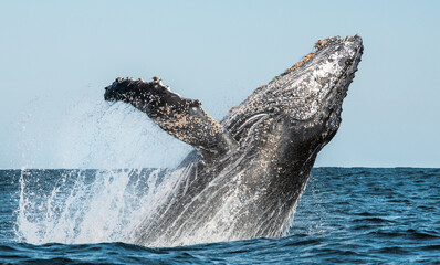 Humpback whale breaching. Humpback whale jumping out of the water. Megaptera novaeangliae. South Africa.