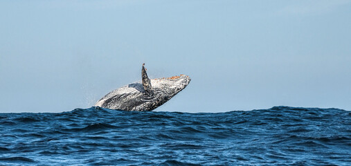 Humpback whale breaching. Humpback whale jumping out of the water. Megaptera novaeangliae. South...
