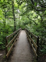 Fototapeta premium Stunning visuals from the backcountry of Smoky Mountains National Park