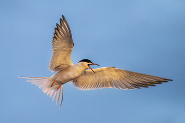 Adult common tern with open beak in flight in sunset light on the blue sky background. Close up. Scientific name: Sterna hirundo.