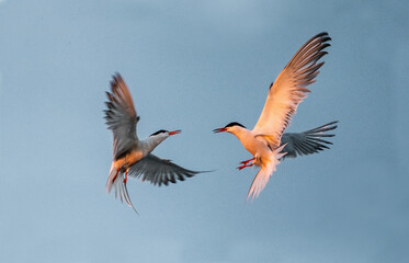 Showdown in the sky. Common Terns interacting in flight. Adult common terns in flight  in sunset light on the sky background. Scientific name: Sterna hirundo.