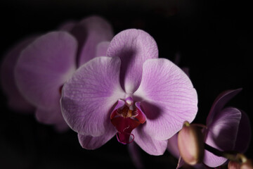 Fototapeta na wymiar iconic purple flower orchid (guaria morada)