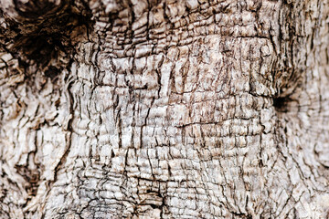 rustic wood bark texture background. Pine tree texture abstract backdrop. 