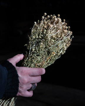 The woman is holding a bouquet of peganum harmala.