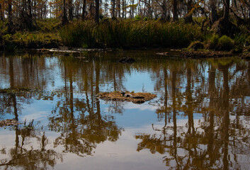 A baby alligator resting in the sun in a swamp near New Orleans, Louisiana, January