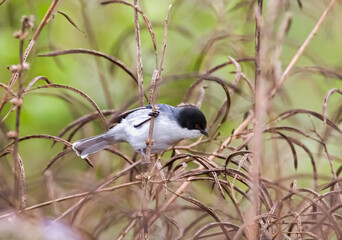 Black-capped warbling finch