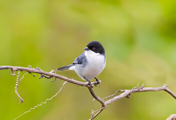 Black-capped warbling