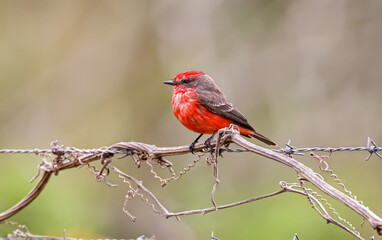 Vermilion Flycatcher